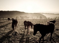  Animaux Image sans titre N337767