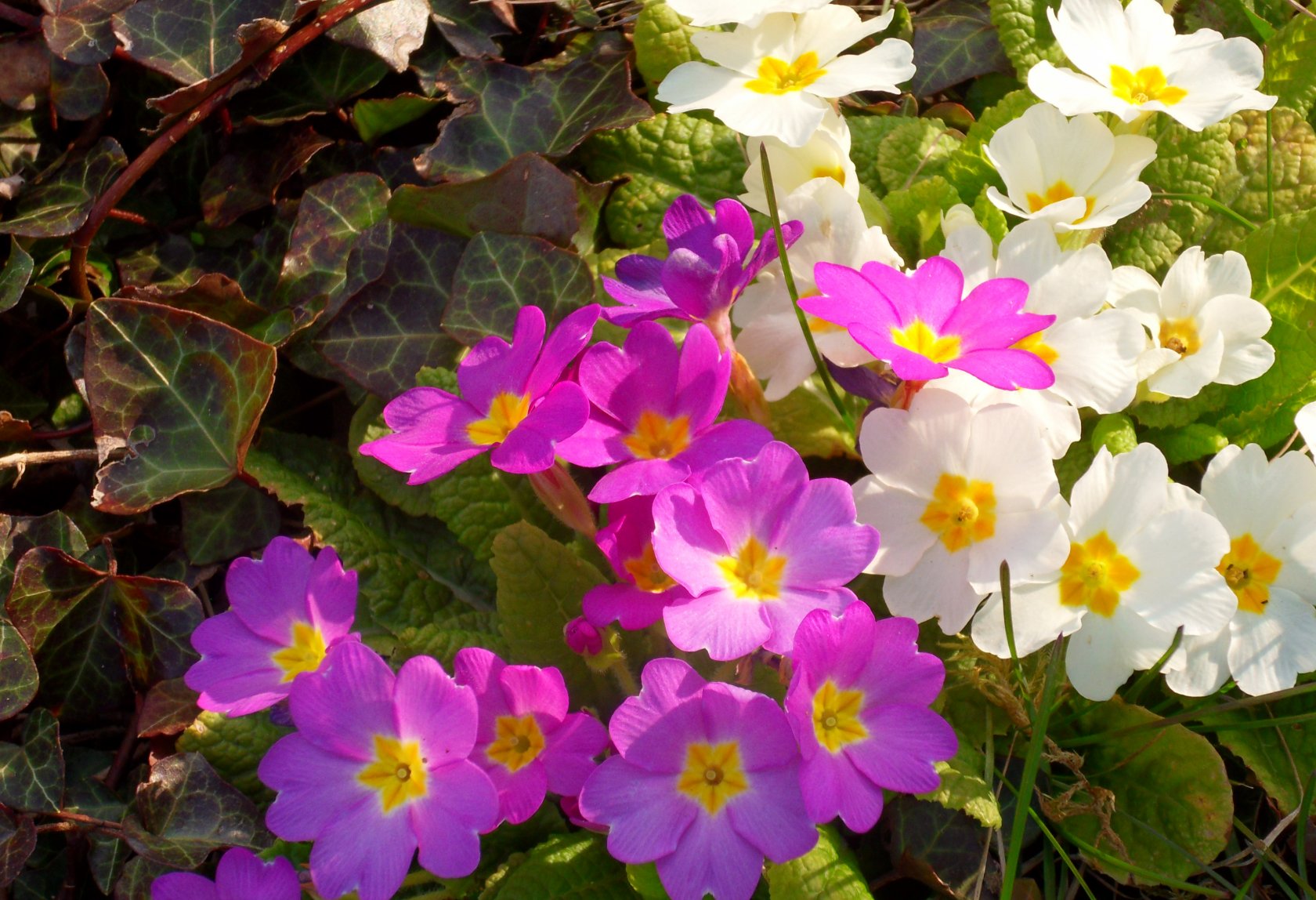 Fonds d'cran Nature Fleurs 