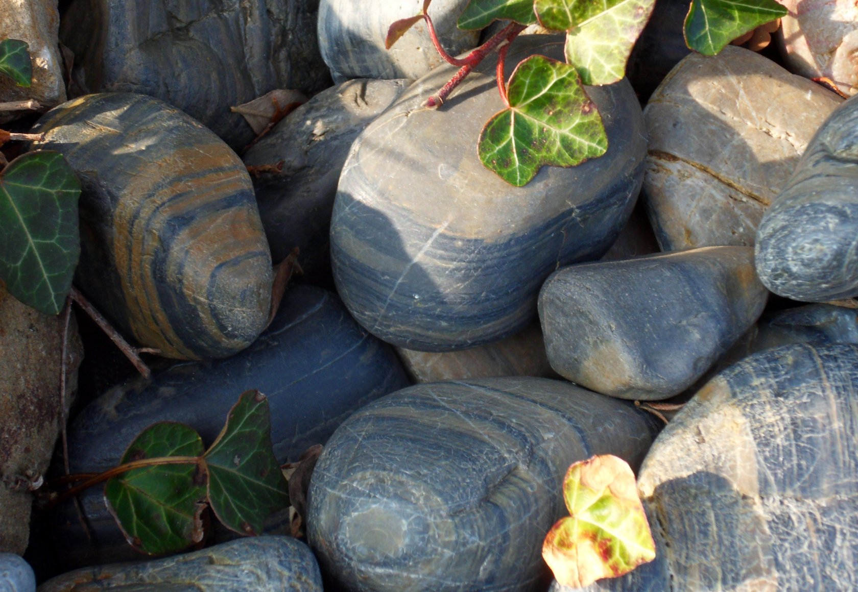 Fonds d'cran Nature Fleurs 