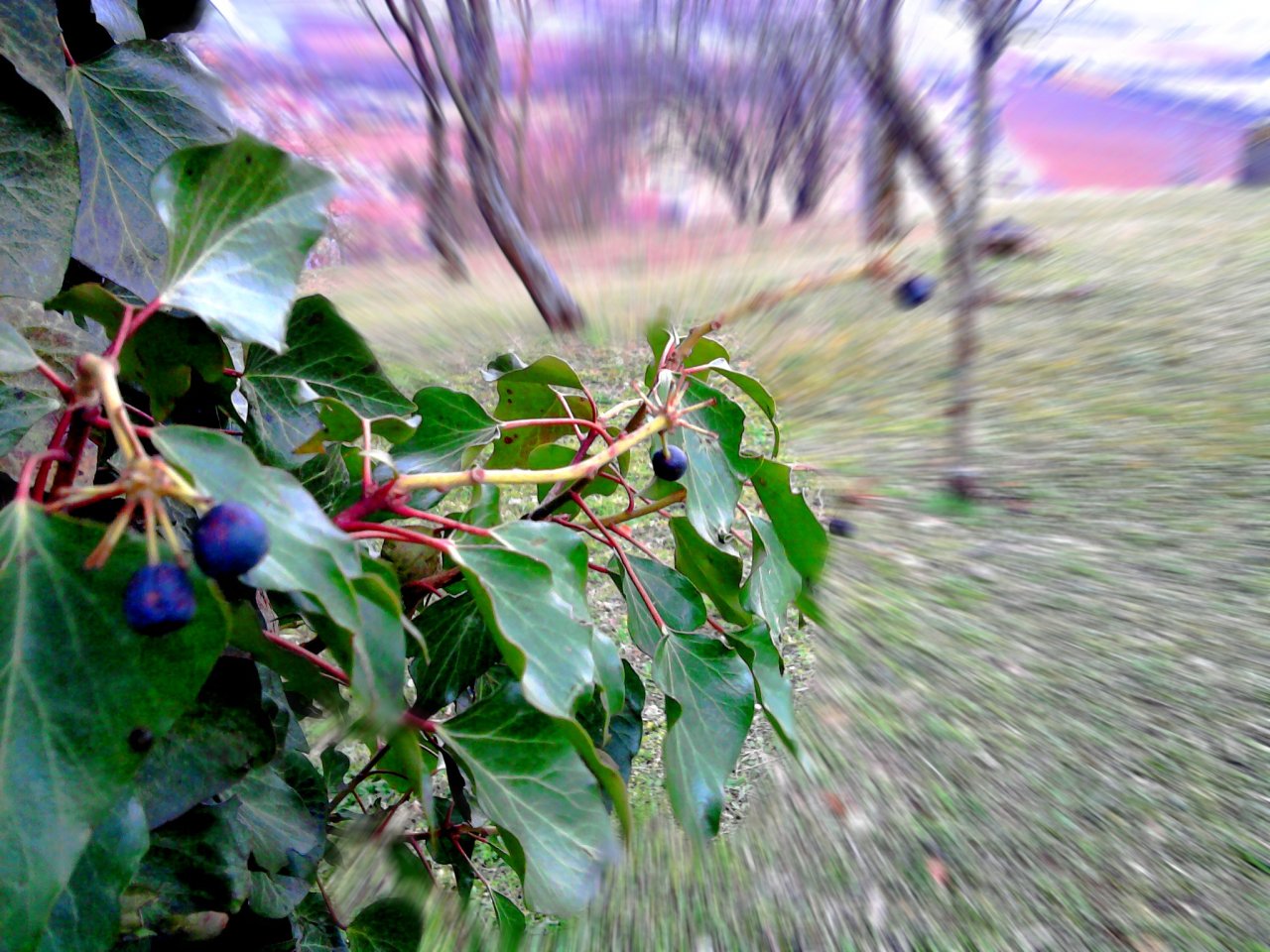 Fonds d'cran Nature Fruits Trees