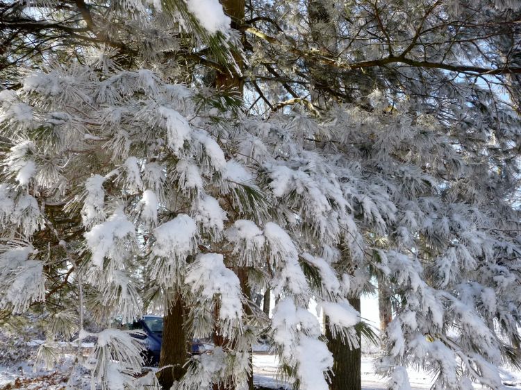 Fonds d'cran Nature Saisons - Hiver Brrrrrrrrrr