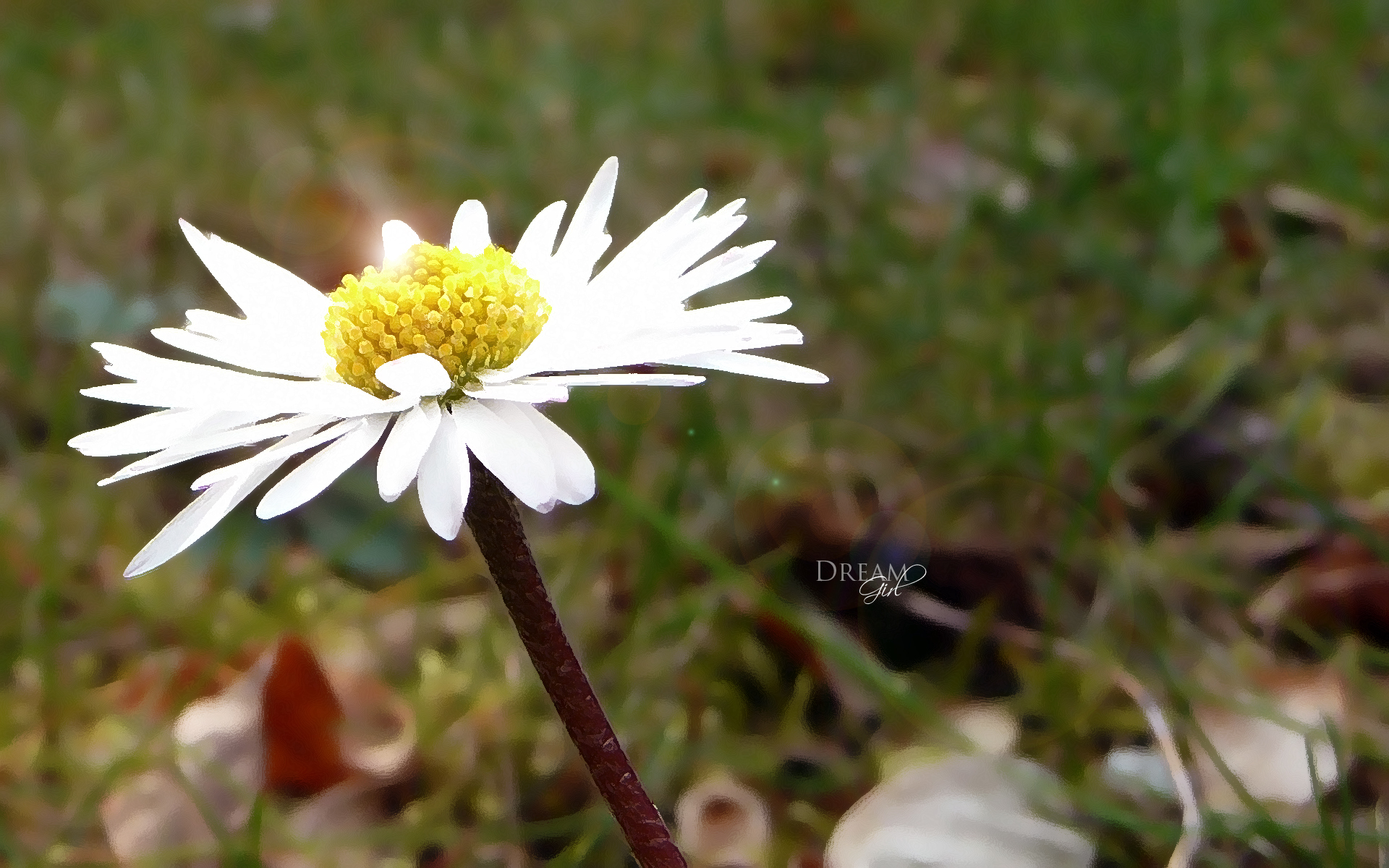 Wallpapers Nature Flowers 