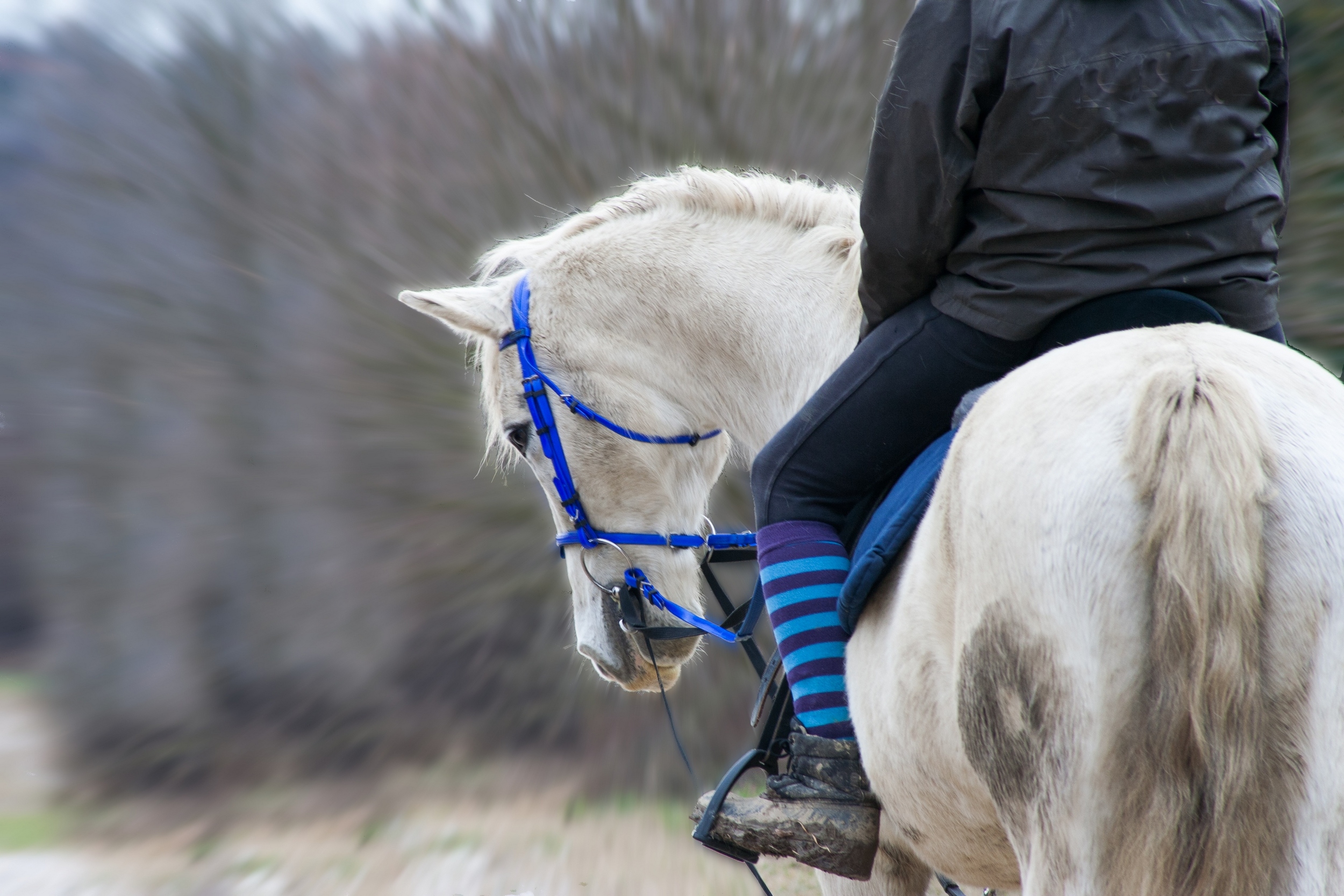 Fonds d'cran Animaux Chevaux attitude