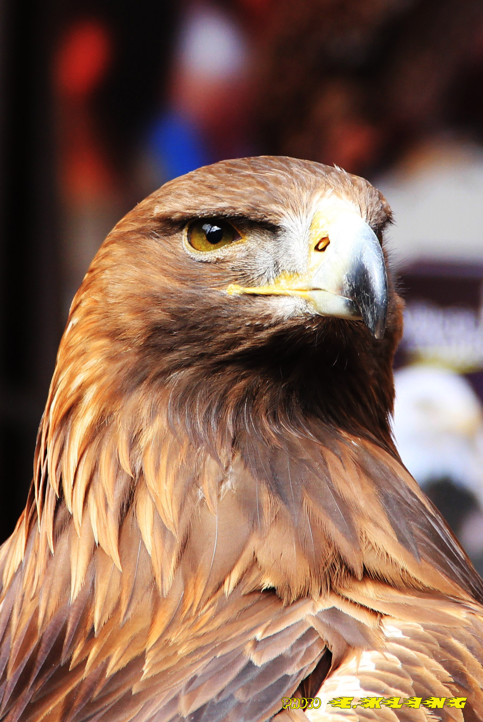 Wallpapers Animals Birds - Eagles La volerie des aigles  Colmar