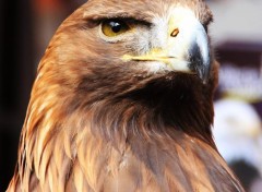  Animaux La volerie des aigles  Colmar