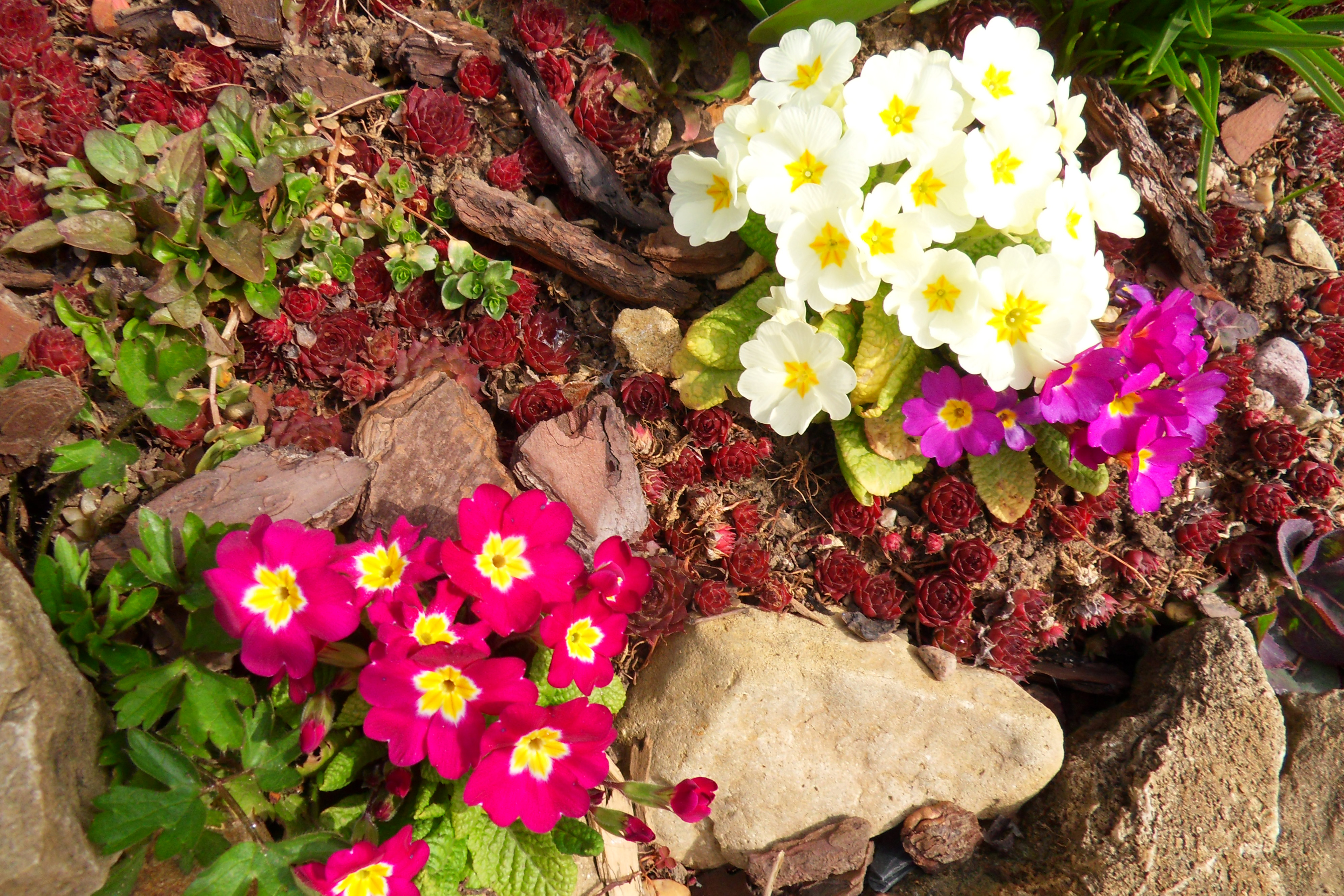 Fonds d'cran Nature Fleurs 