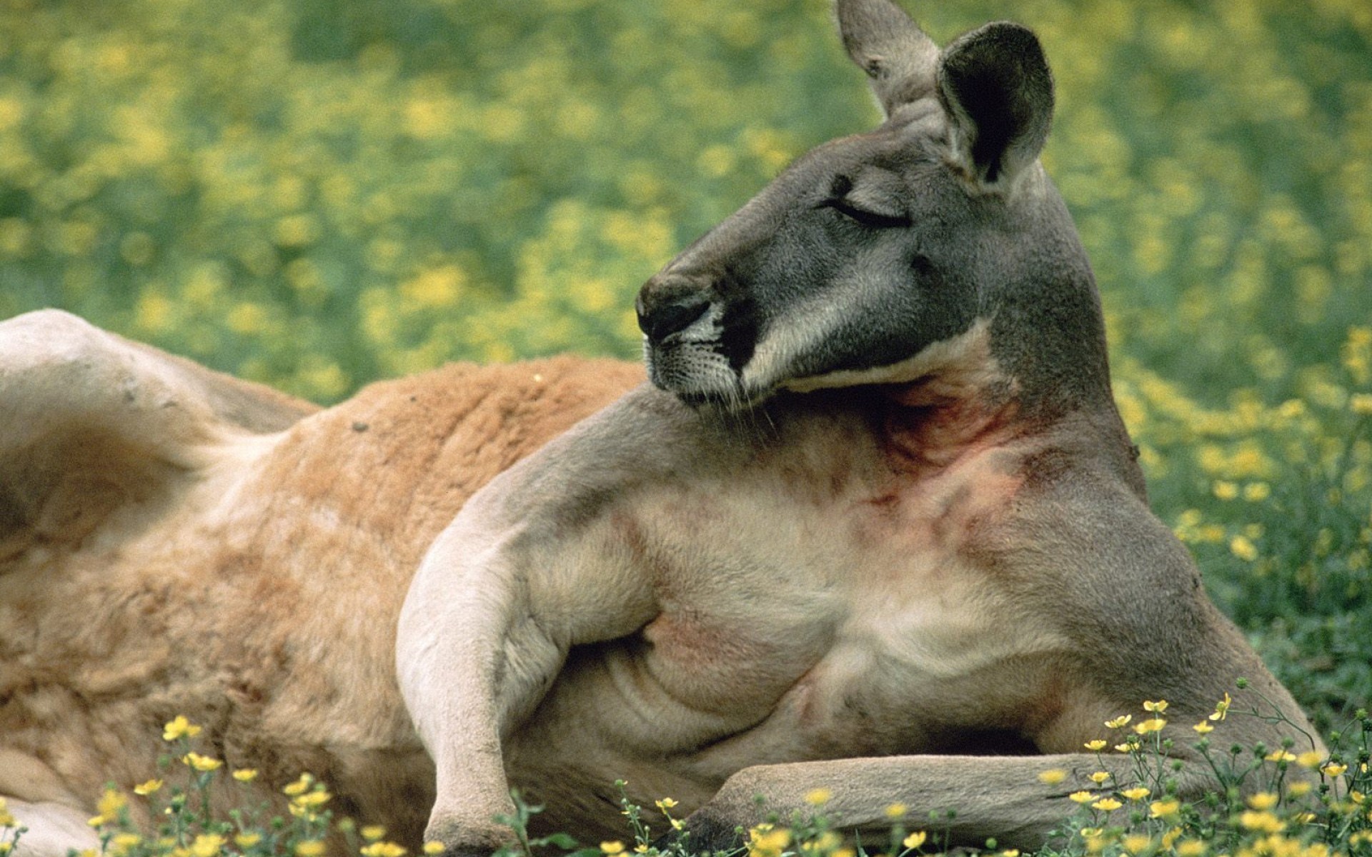 Fonds d'cran Animaux Kangourous 