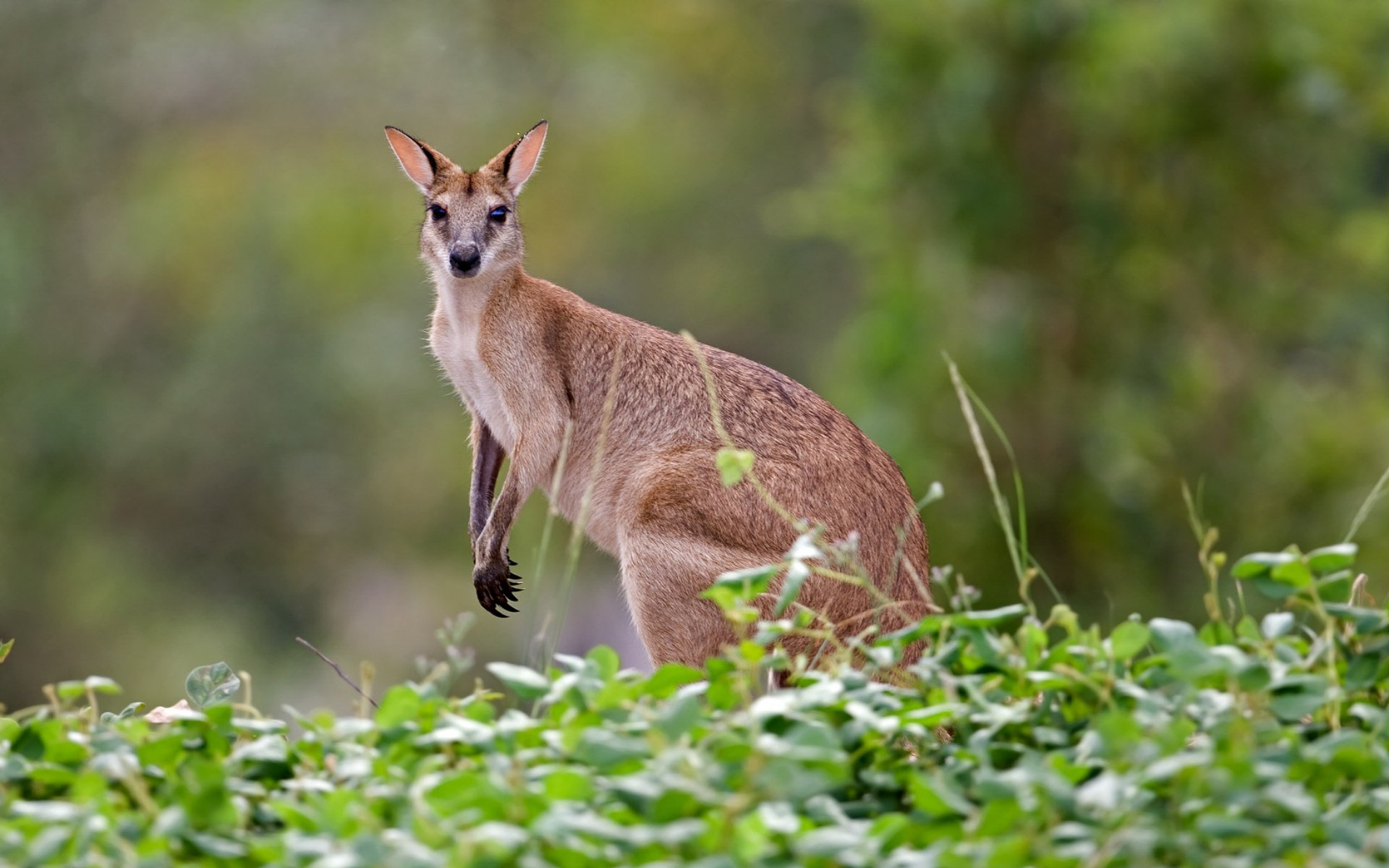 Fonds d'cran Animaux Kangourous 