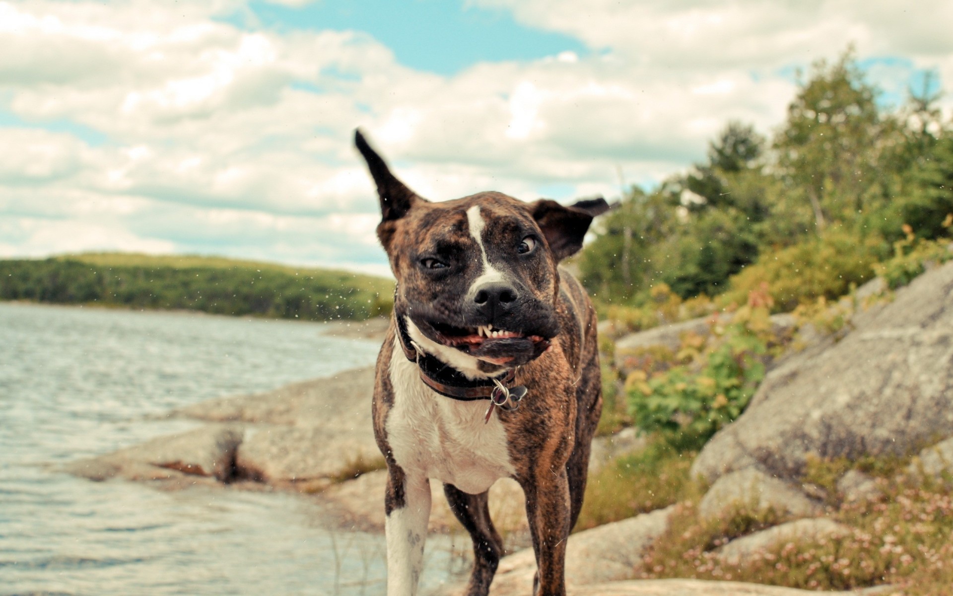 Fonds d'cran Animaux Chiens 