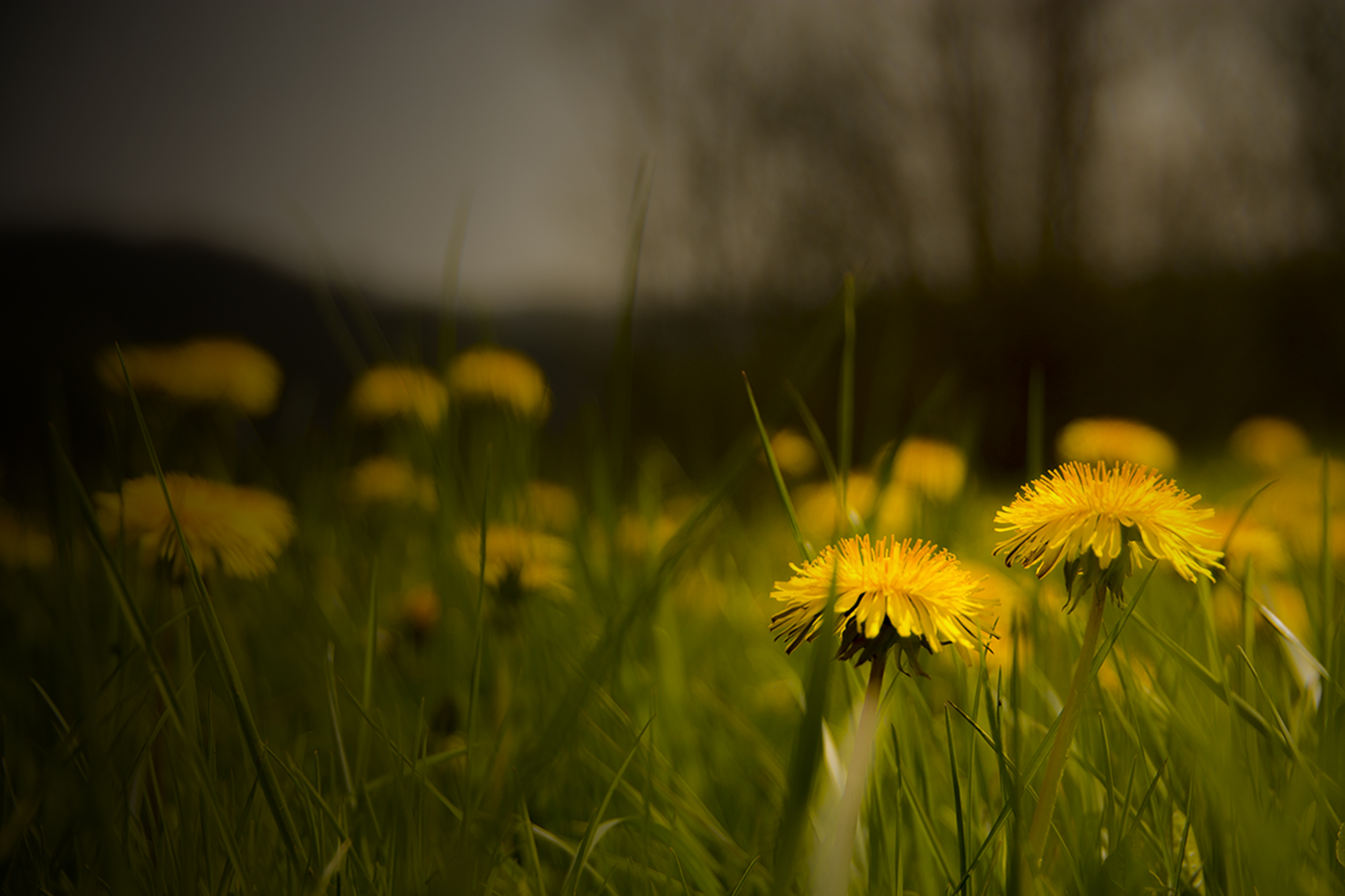 Wallpapers Nature Flowers Little Sun