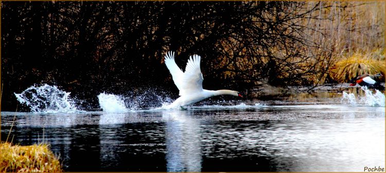 Wallpapers Animals Birds - Swans Wallpaper N338219