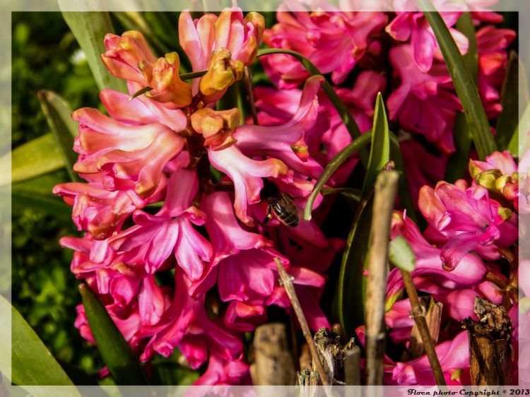 Wallpapers Nature Flowers Wallpaper N338264