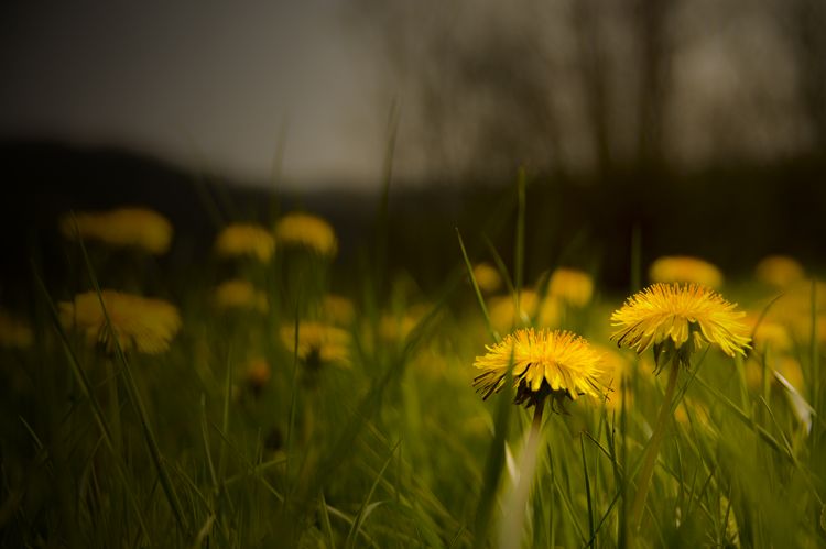 Fonds d'cran Nature Fleurs Little Sun