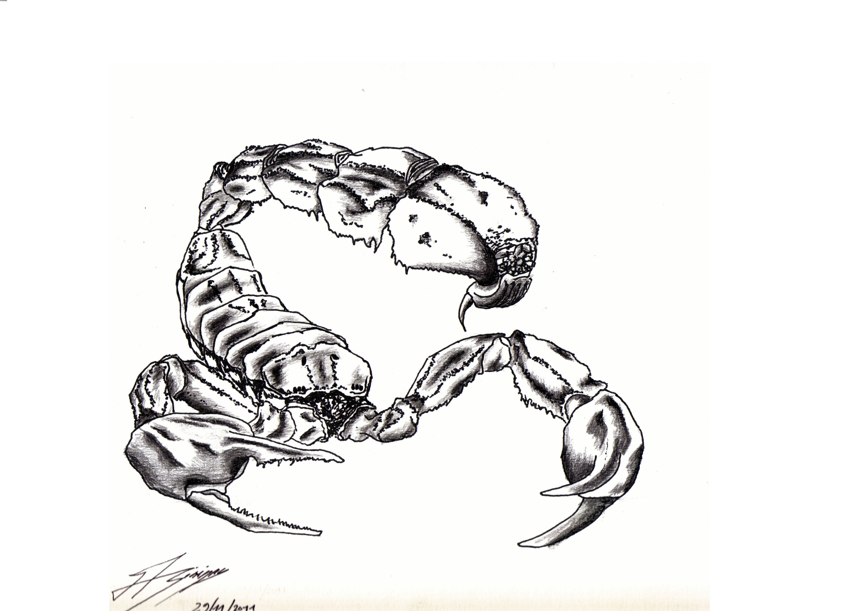 Fonds d'cran Art - Crayon Animaux - Divers scorpion