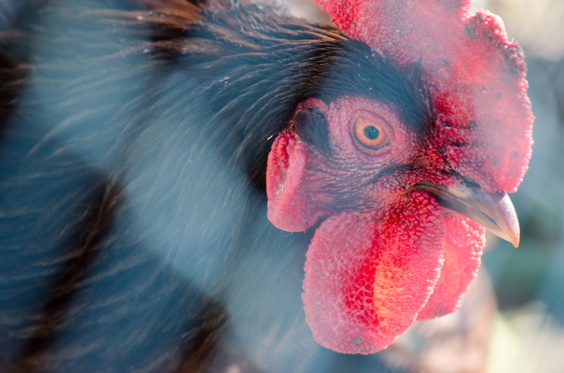 Fonds d'cran Animaux Oiseaux - Poules et Coqs 