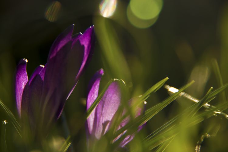 Fonds d'cran Nature Fleurs Crocus