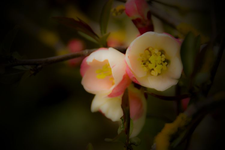 Fonds d'cran Nature Fleurs Poésie