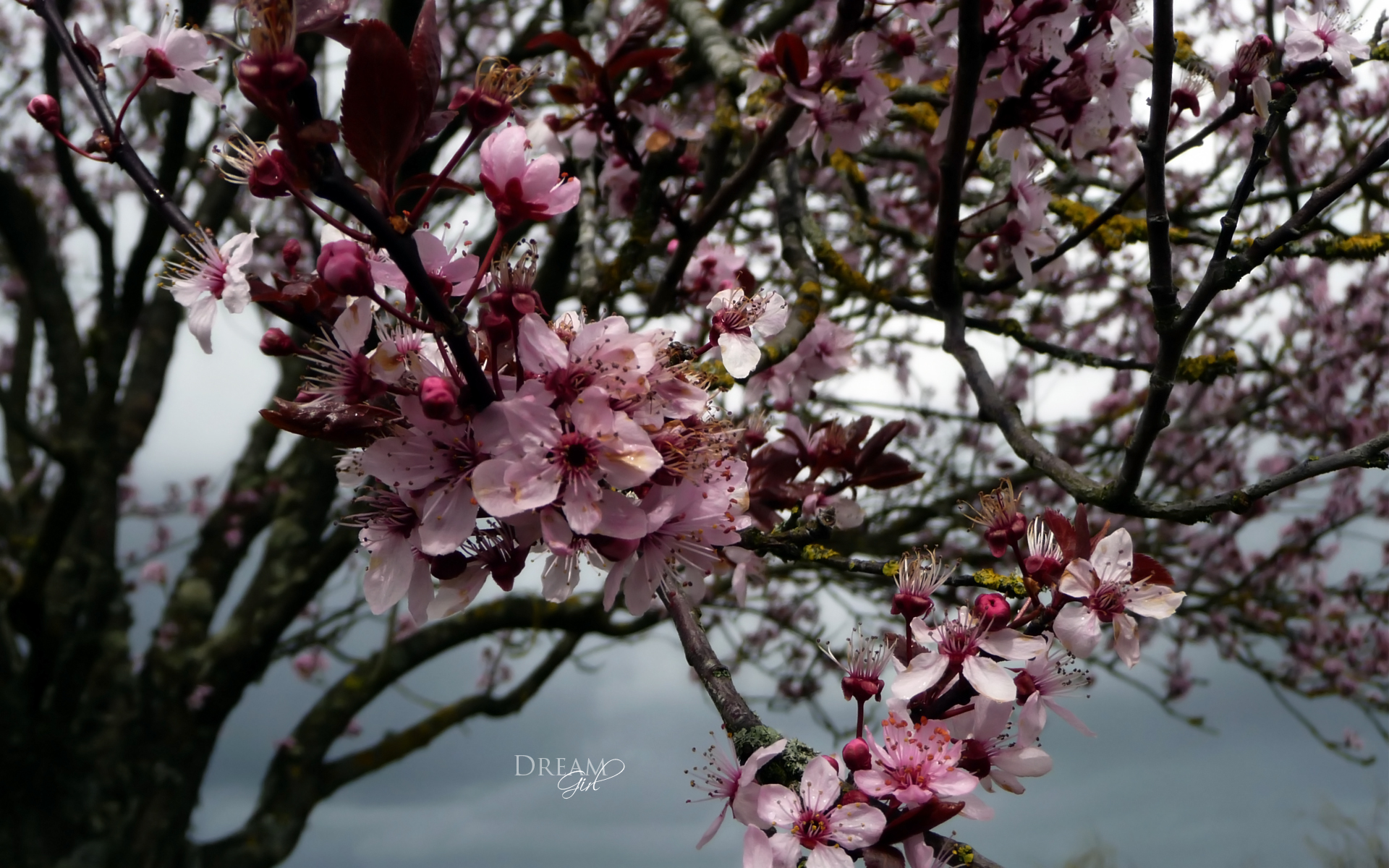 Wallpapers Nature Flowers 