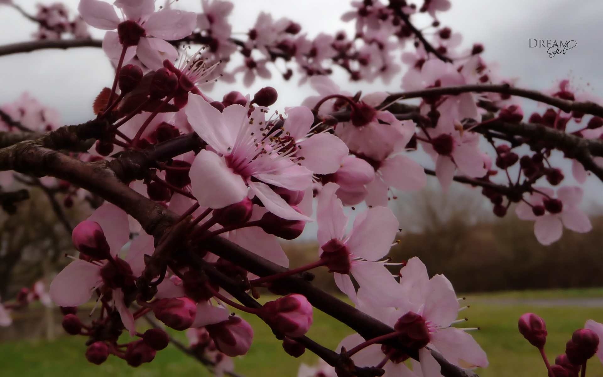 Fonds d'cran Nature Fleurs 