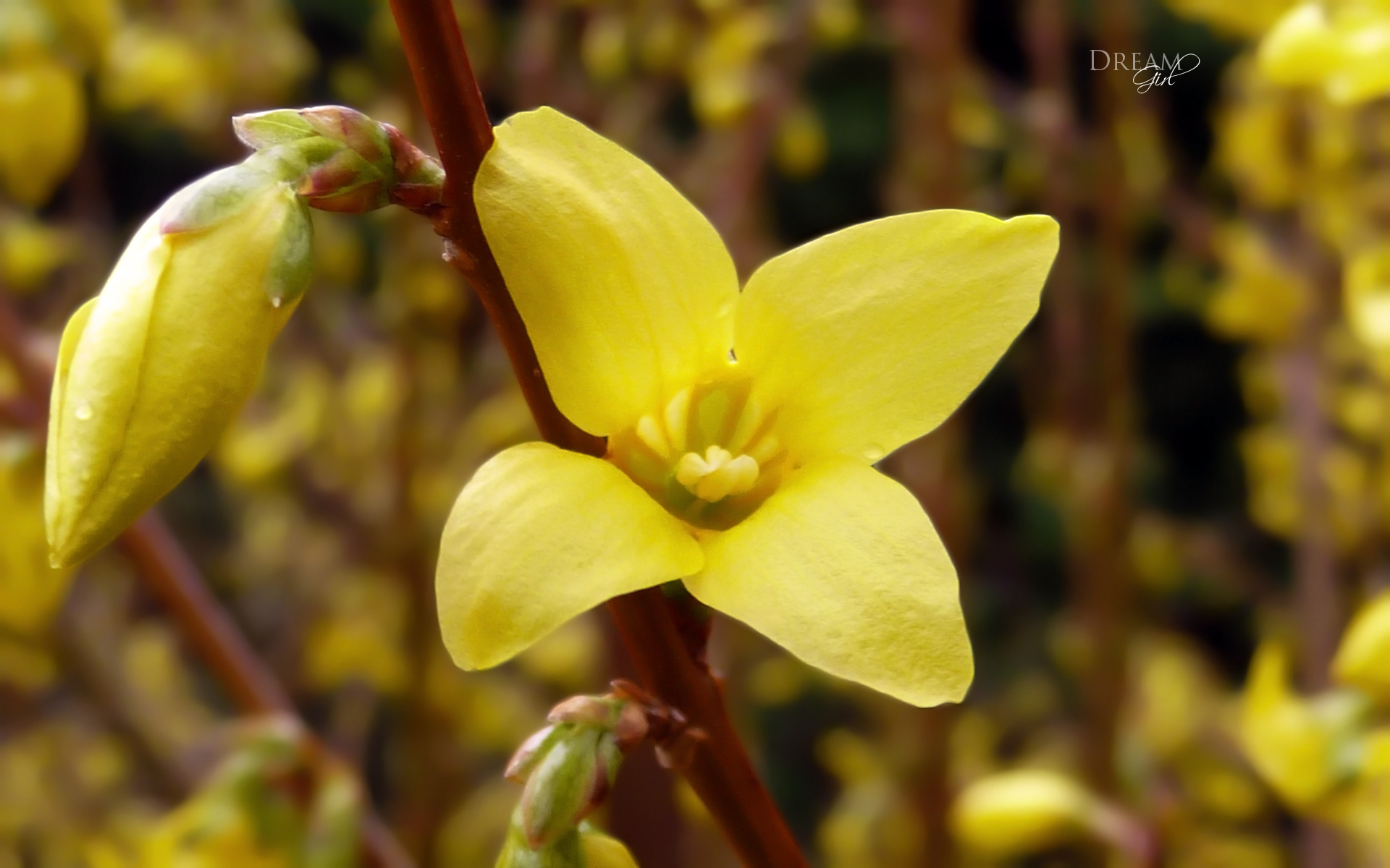 Wallpapers Nature Flowers Fleur de Forsythia 