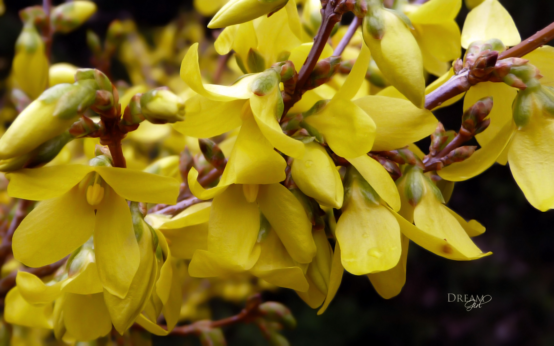 Wallpapers Nature Flowers Forsythia 