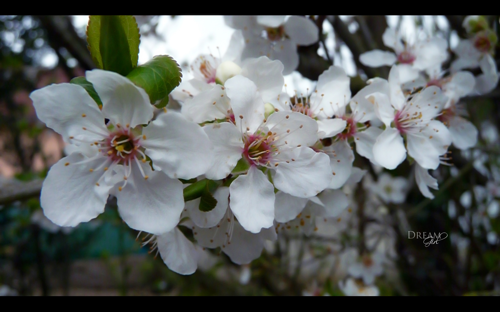 Wallpapers Nature Flowers Fleurs de prunier