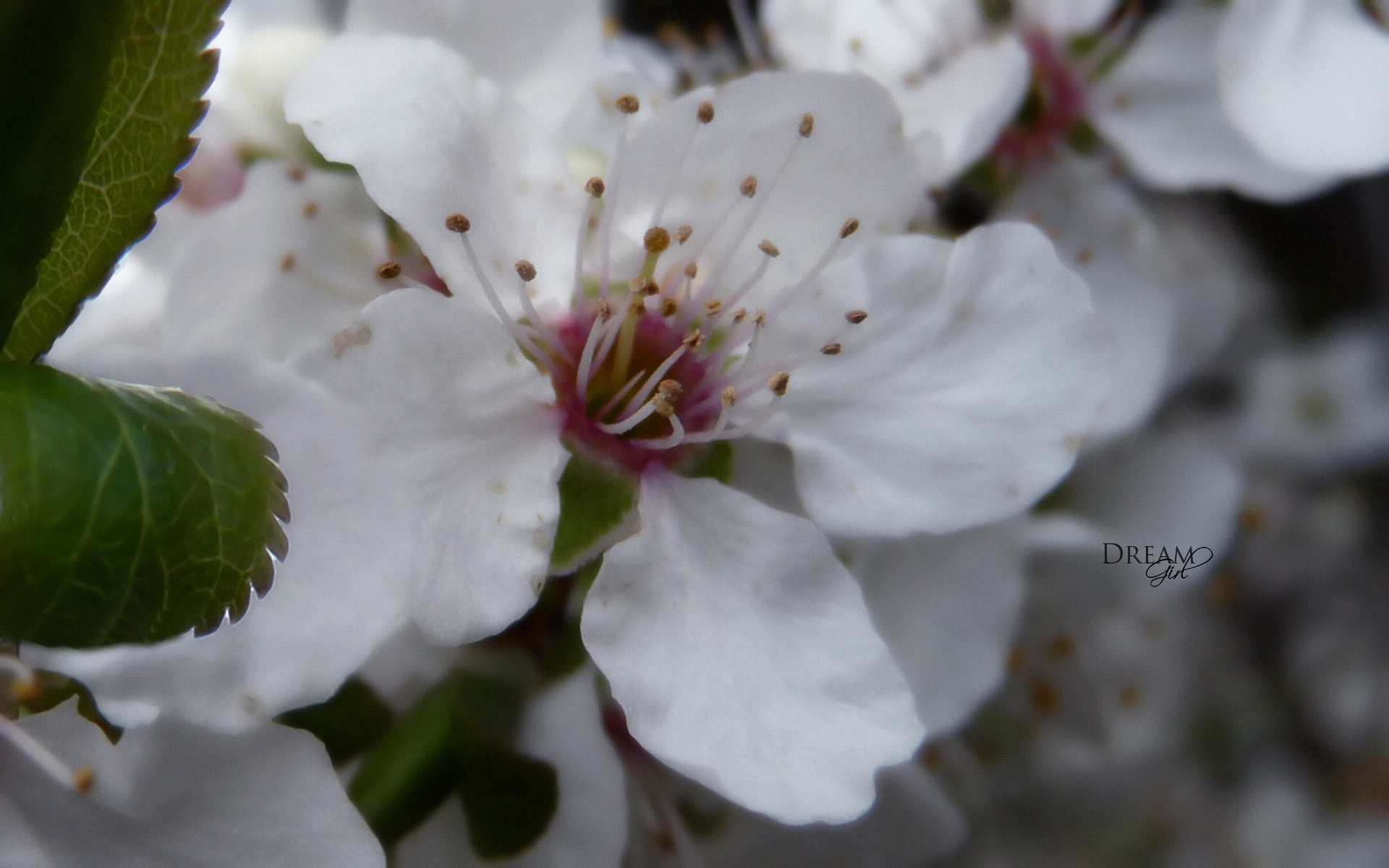 Wallpapers Nature Flowers Fleurs de prunier