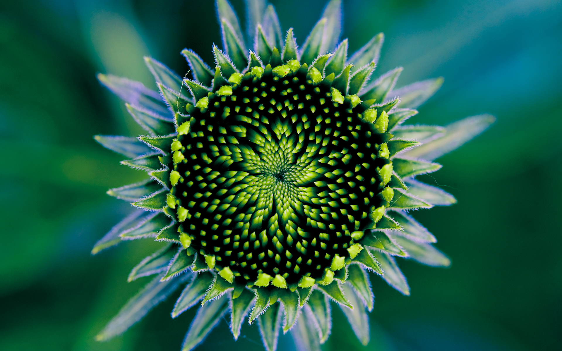 Fonds d'cran Nature Fleurs 