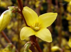  Nature Fleur de Forsythia 