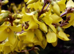  Nature Forsythia 