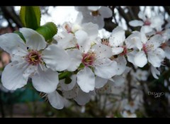  Nature Fleurs de prunier