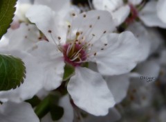  Nature Fleurs de prunier