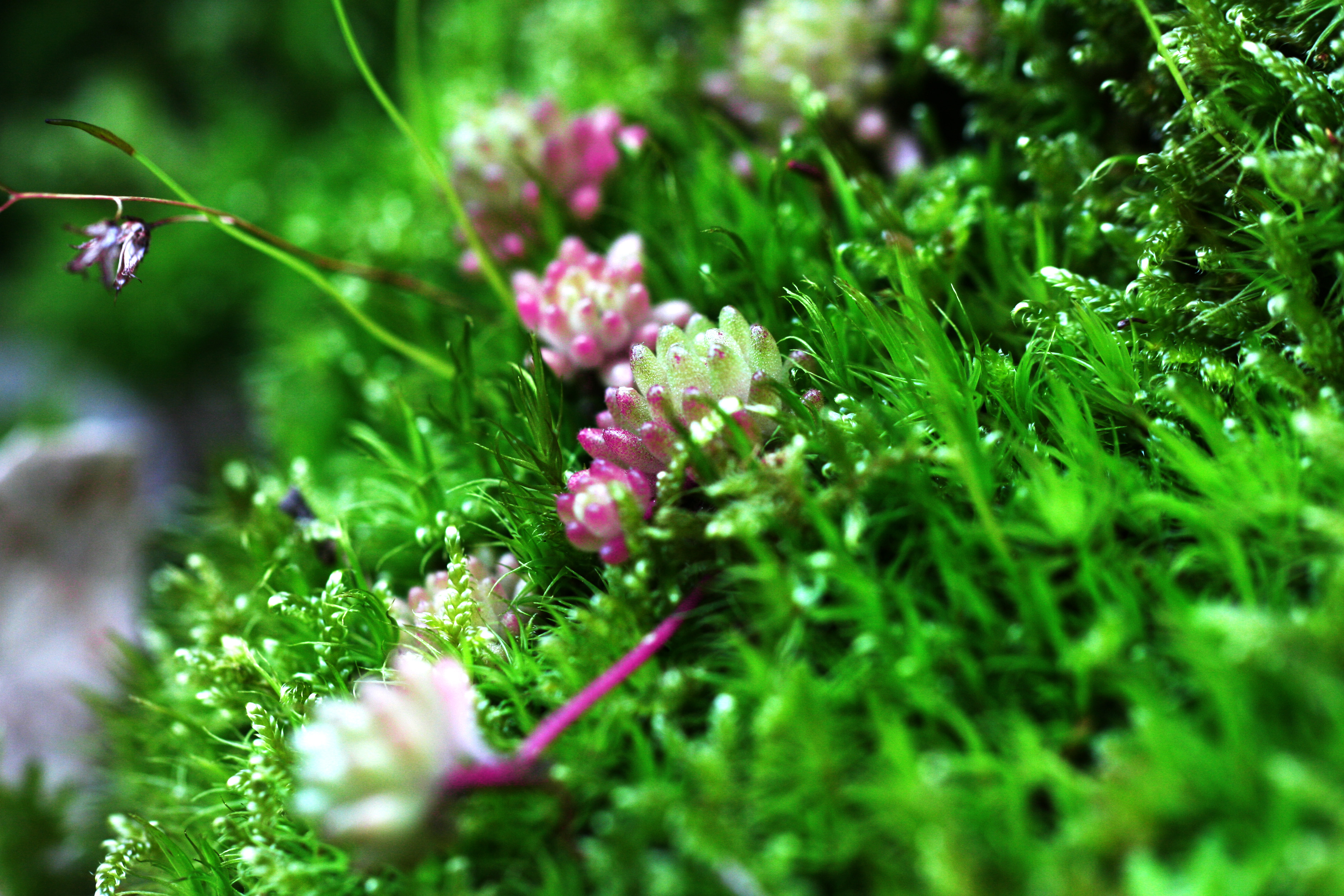 Fonds d'cran Nature Fleurs 