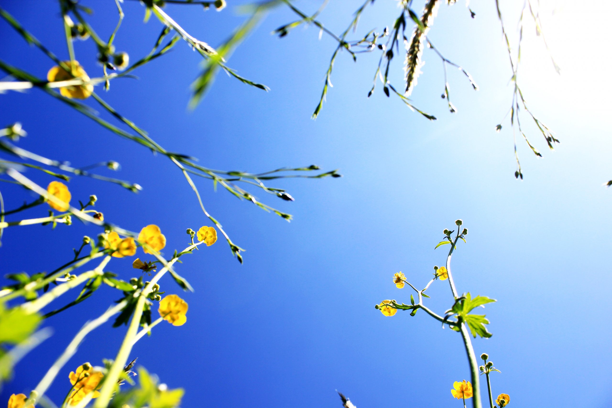 Fonds d'cran Nature Fleurs 