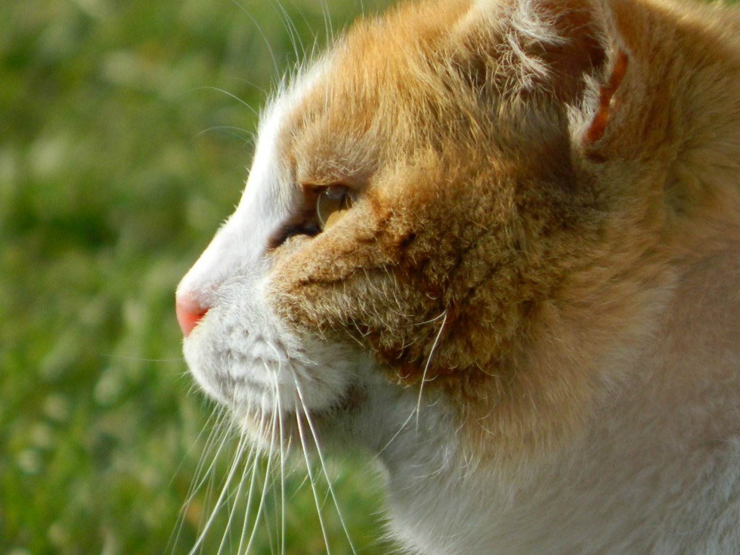 Fonds d'cran Animaux Chats - Chatons Moko