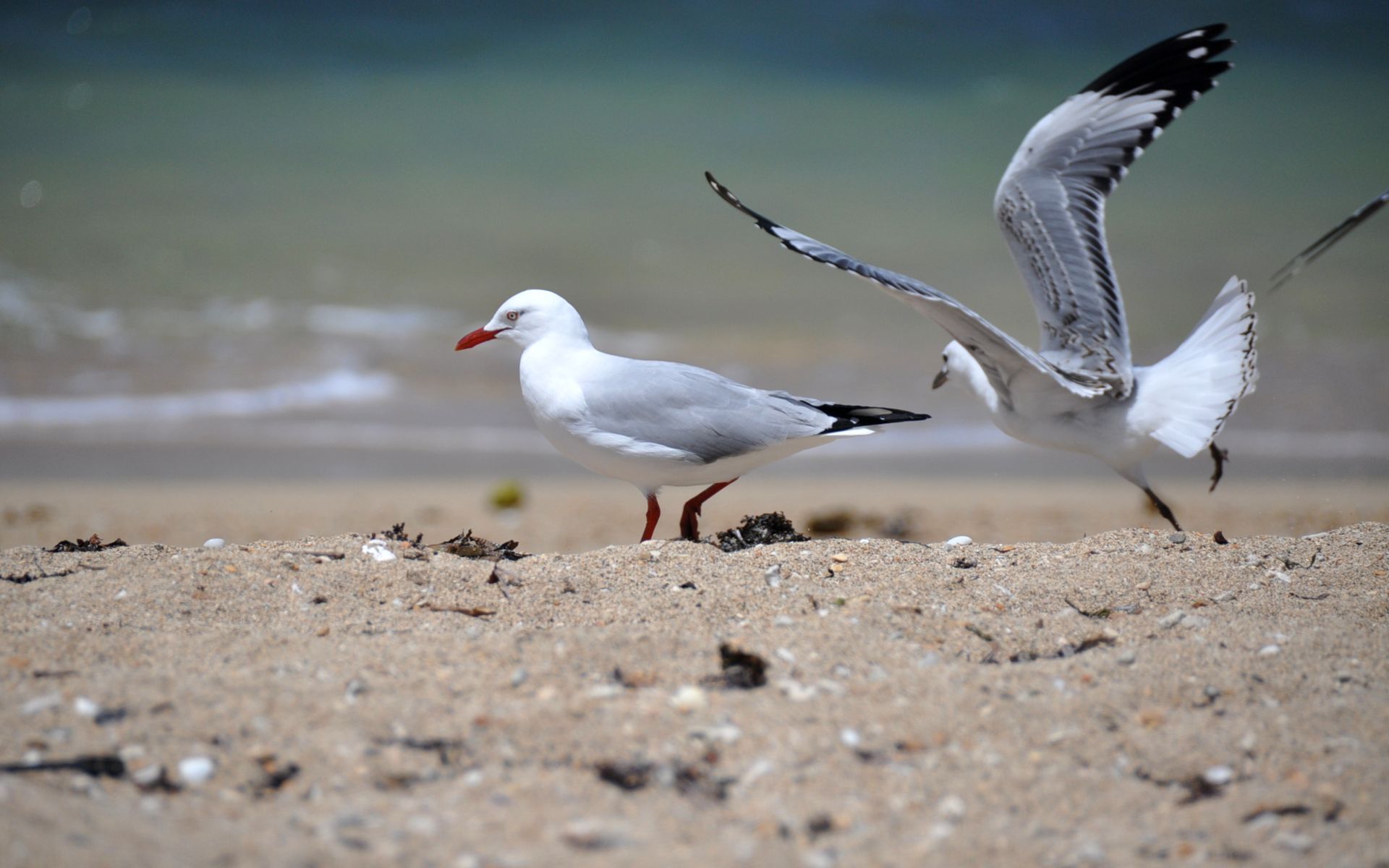 Fonds d'cran Animaux Oiseaux - Mouettes et Golands 