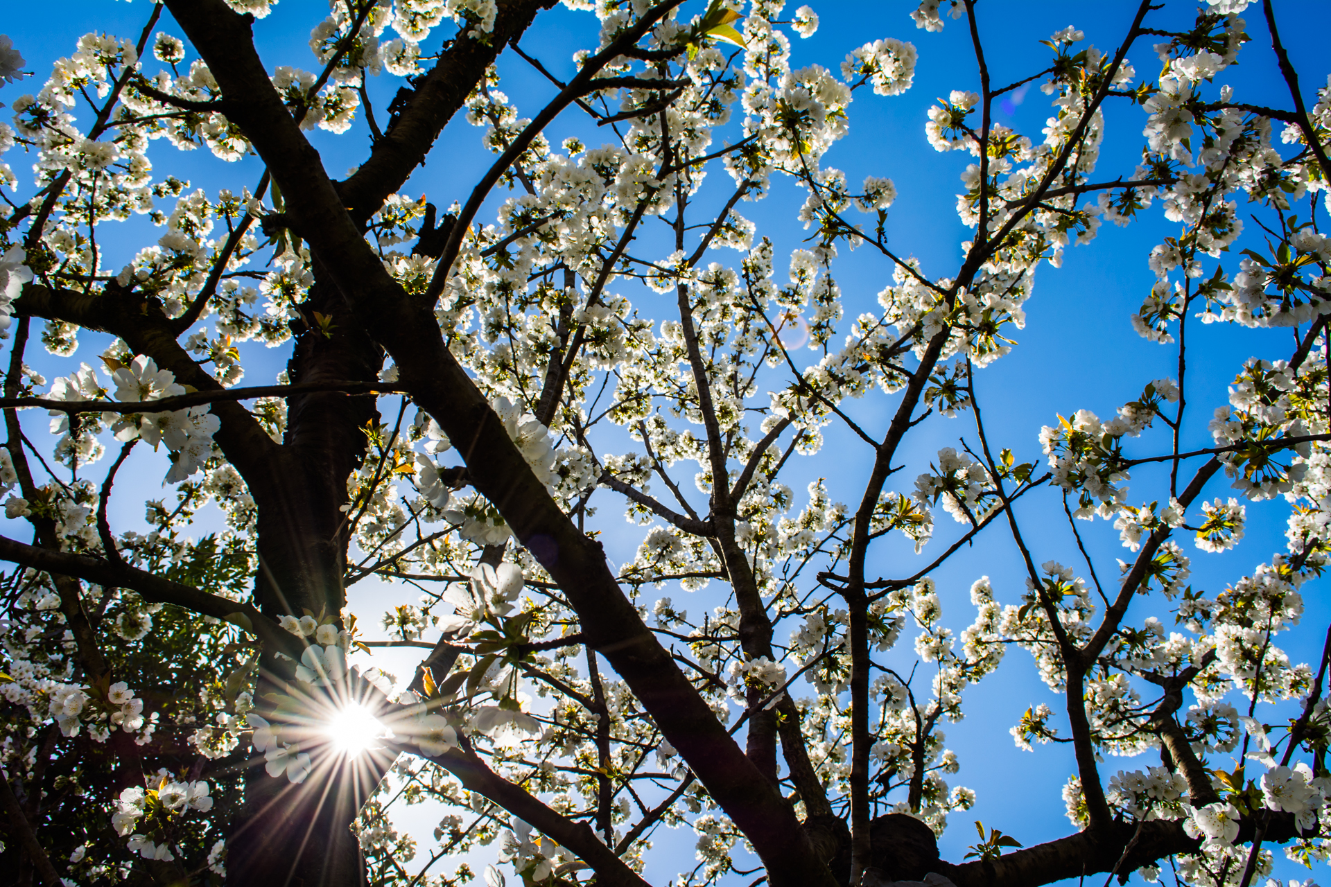 Fonds d'cran Nature Arbres - Forts Bientôt le temps des cerises