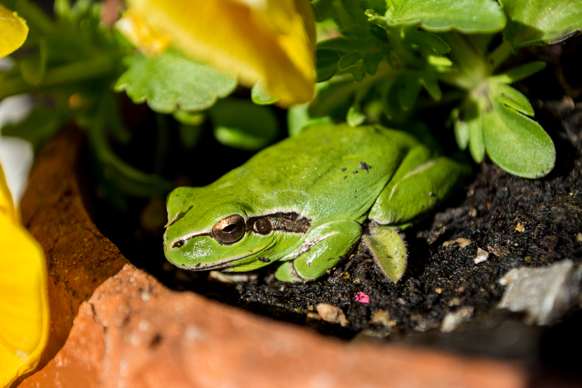 Wallpapers Animals Frogs - Toads Je pense sous les pensées...