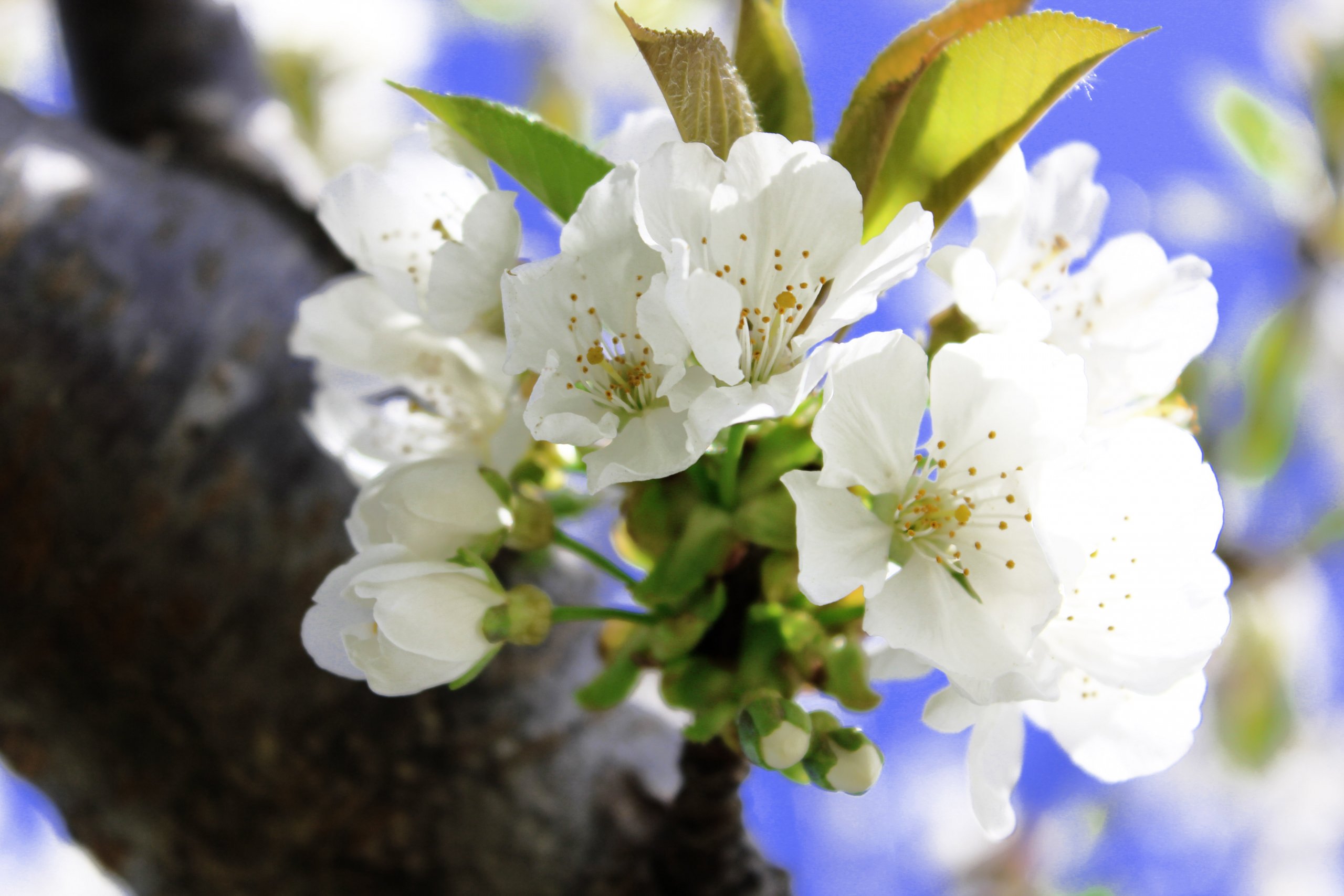 Fonds d'cran Art - Numrique Nature - Fleurs 