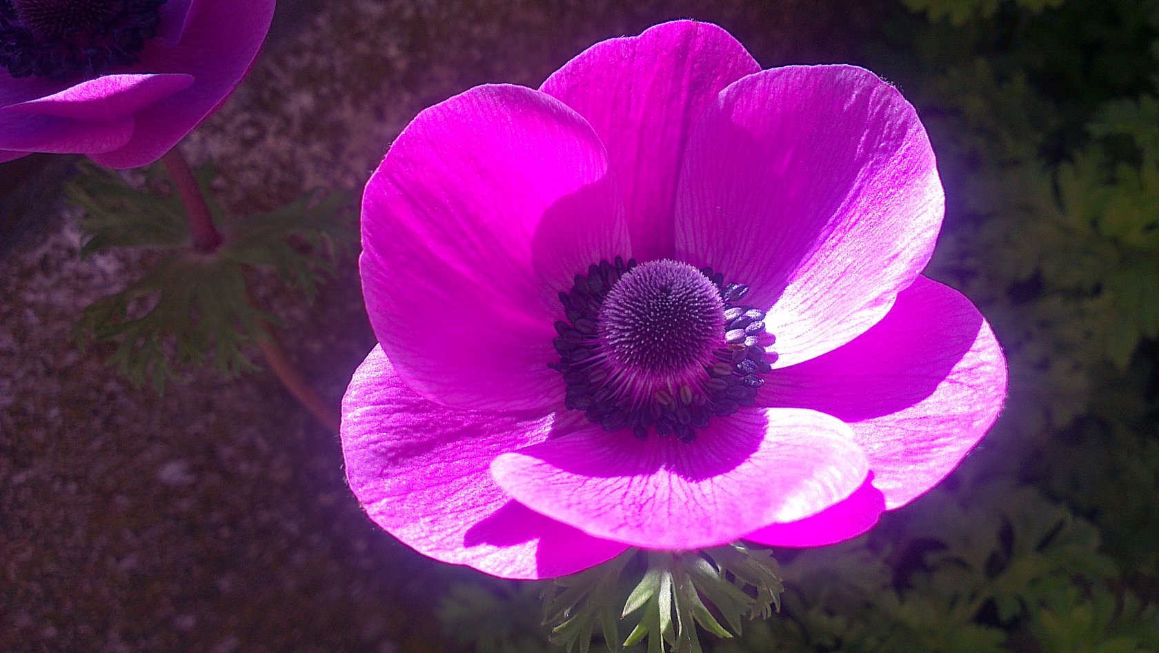 Fonds d'cran Nature Fleurs 