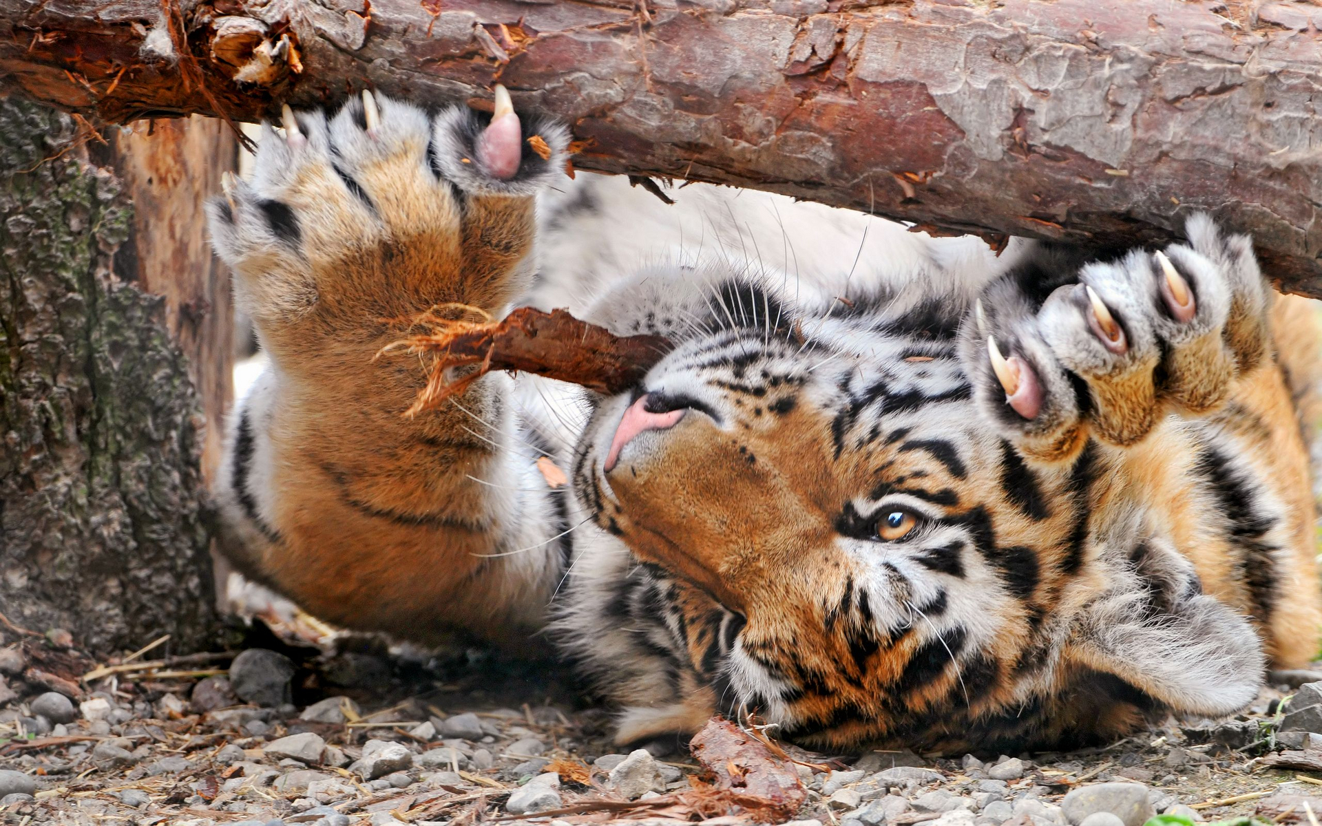 Fonds d'cran Animaux Flins - Tigres 