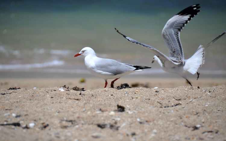 Fonds d'cran Animaux Oiseaux - Mouettes et Golands Wallpaper N339220