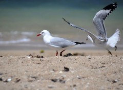  Animaux Image sans titre N339220