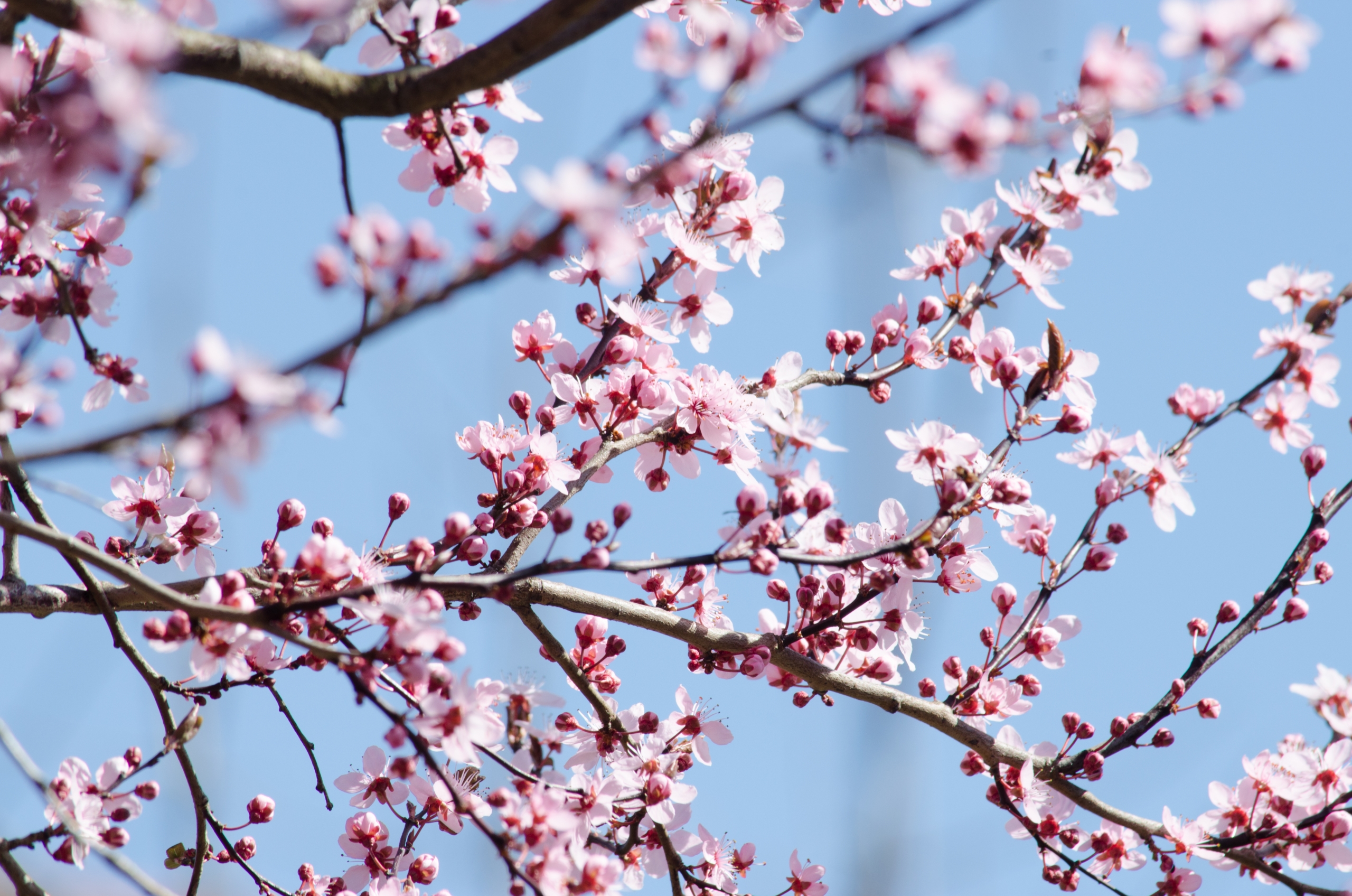 Fonds d'cran Nature Saisons - Printemps 