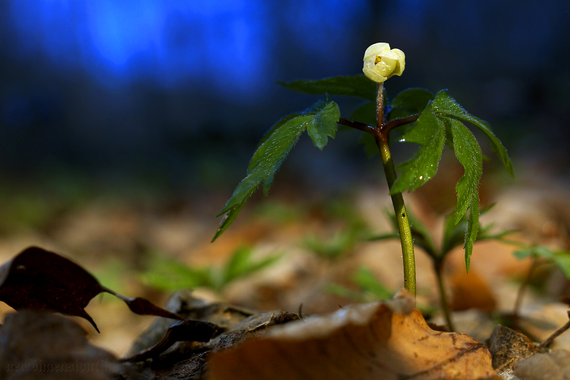 Fonds d'cran Nature Fleurs Fleur de printemps.