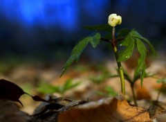  Nature Fleur de printemps.