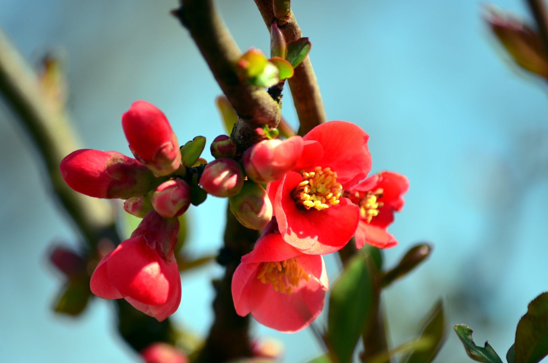 Fonds d'cran Nature Fleurs 