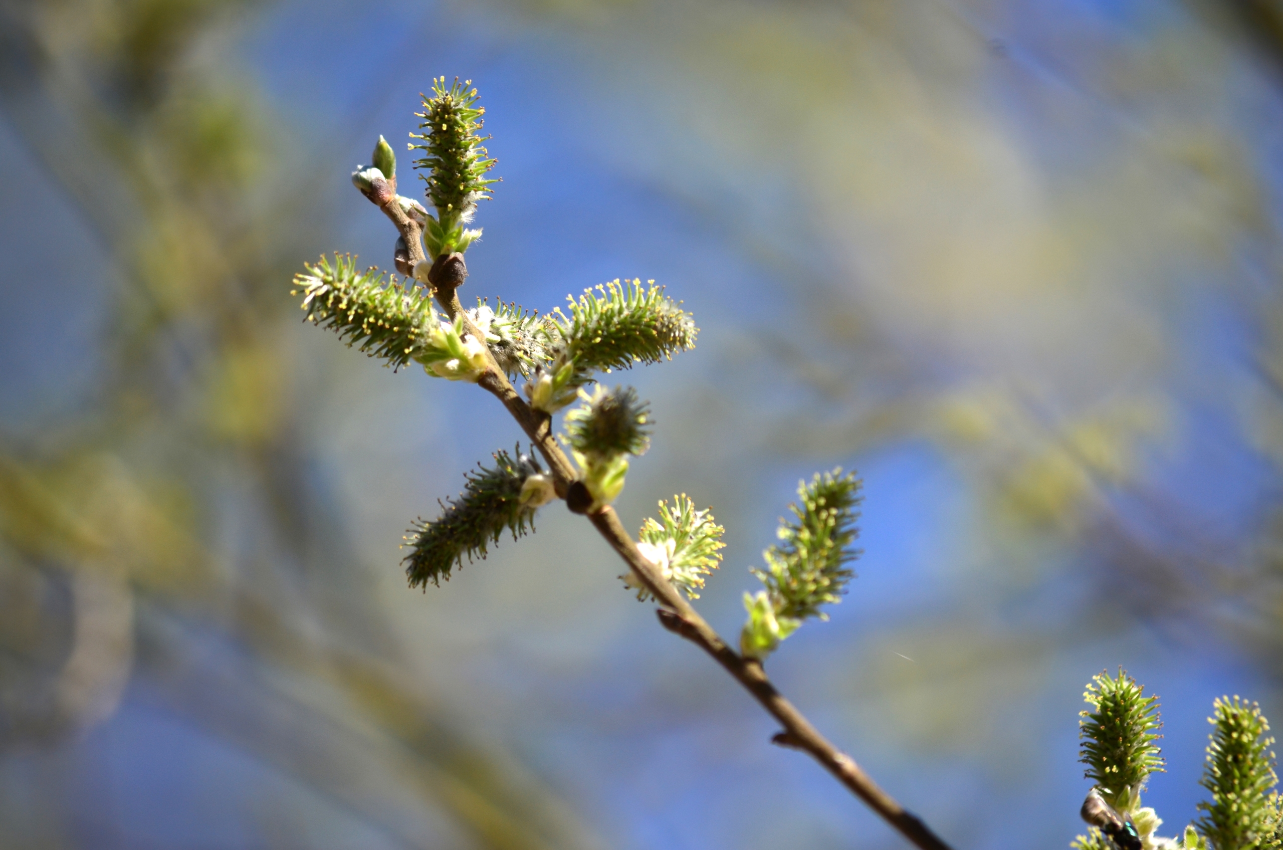 Fonds d'cran Nature Arbres - Forts 