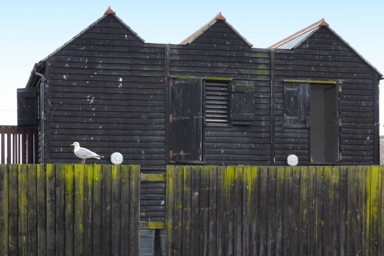 Fonds d'cran Constructions et architecture Cabanes - Cabines Mouette devant cabanes de pêcheurs à Hasting