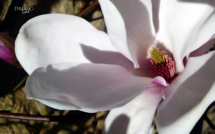 Wallpapers Nature Flowers Magnolia